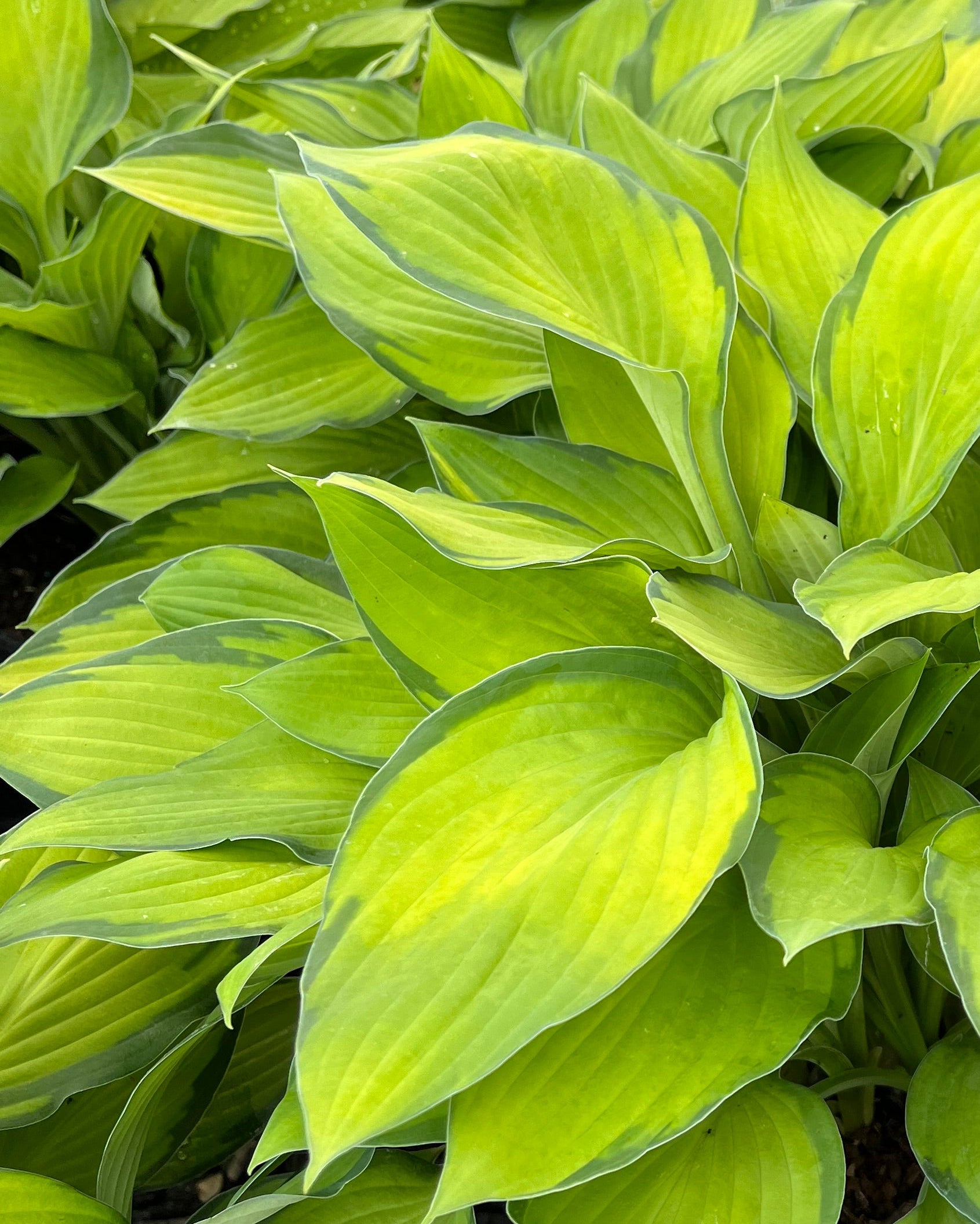 Hosta x 'Gold Standard' (Plantain Lily) – Perennial Farm Marketplace