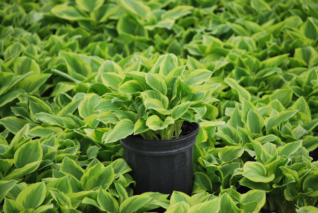 Hosta x 'Golden Tiara' (Plantain Lily)