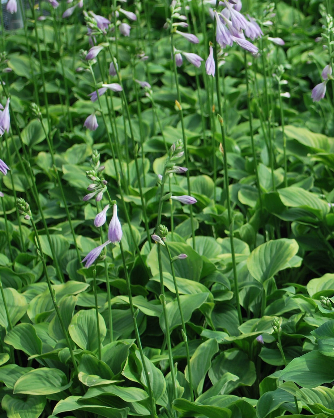 Hosta x 'Golden Tiara' (Plantain Lily)
