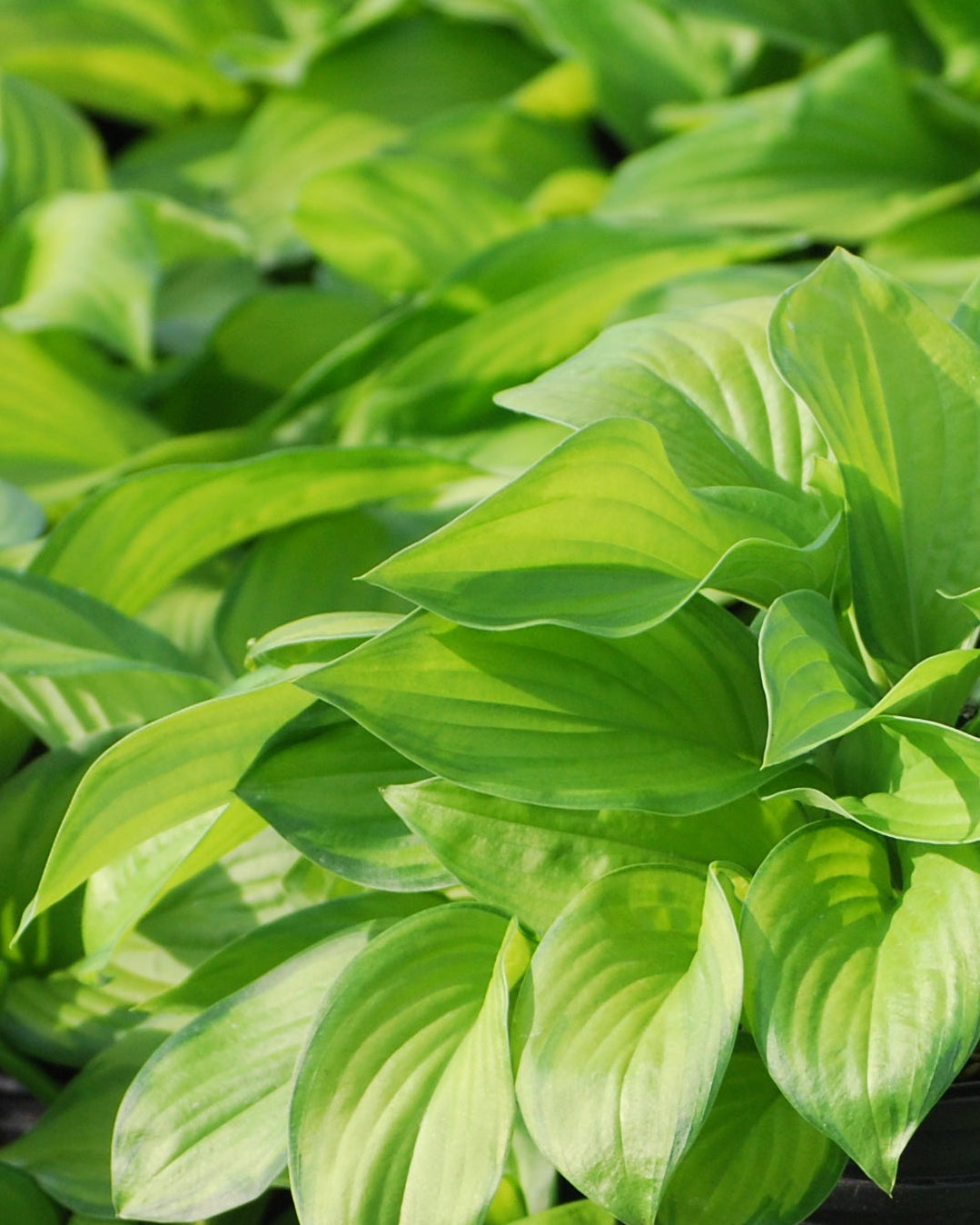 Hosta x 'Guacamole' (Plantain Lily)