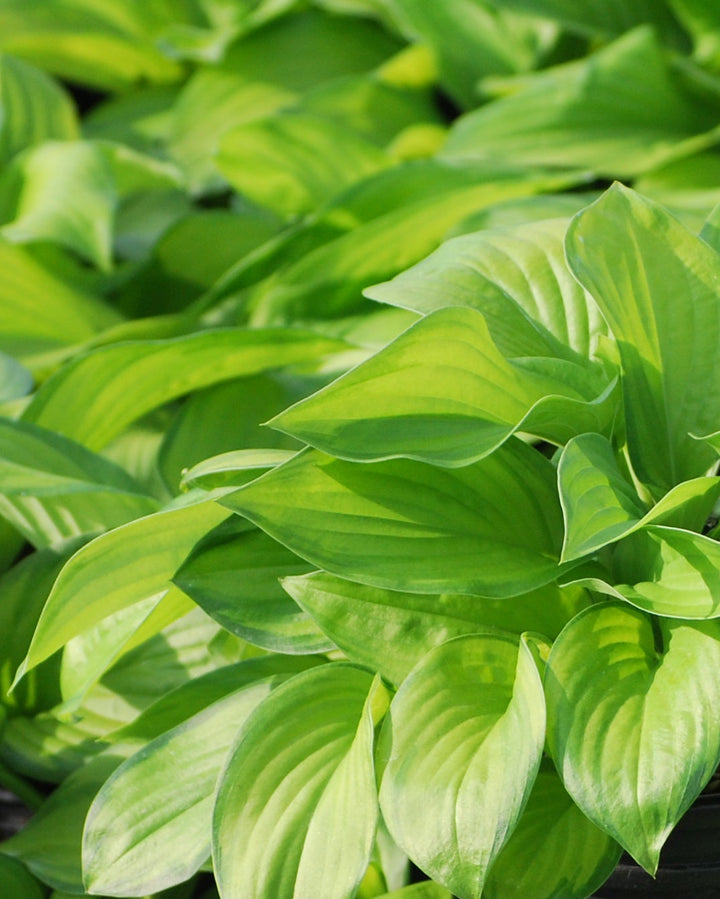 Hosta x 'Guacamole' (Plantain Lily)
