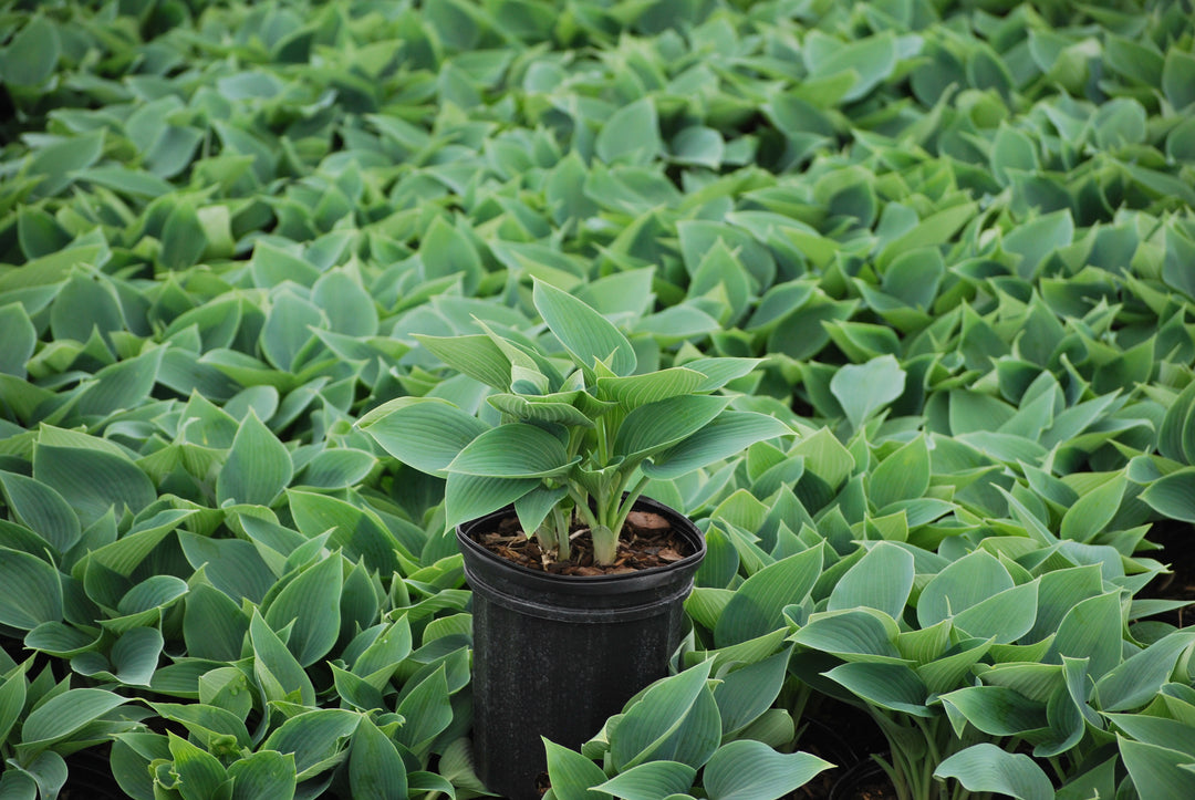 Hosta x 'Halcyon' (Plantain Lily)