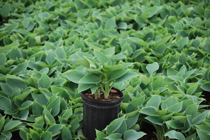 Hosta x 'Halcyon' (Plantain Lily)