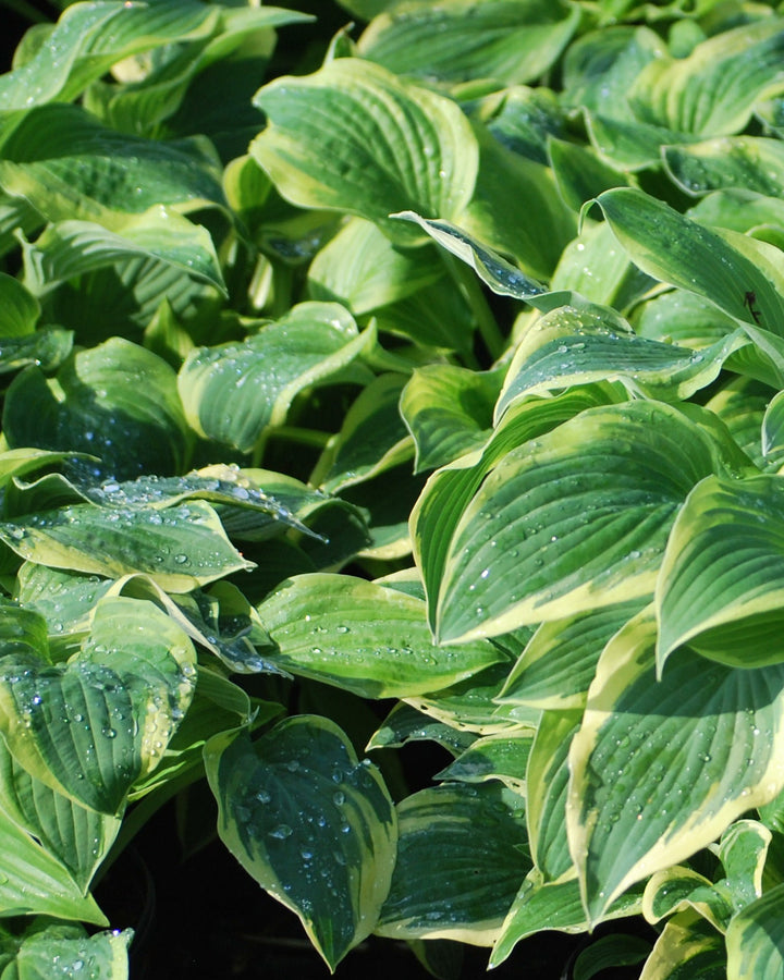 Hosta x 'Wide Brim' (Plantain Lily)