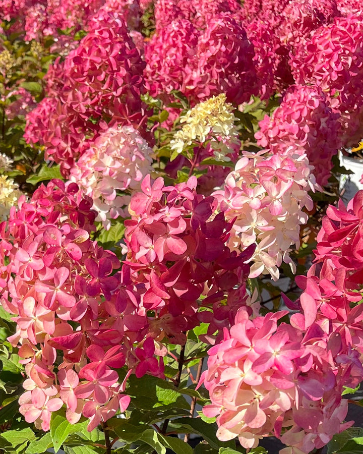 Hydrangea paniculata Fire Light Tidbit® (Dwarf Panicle Hydrangea)