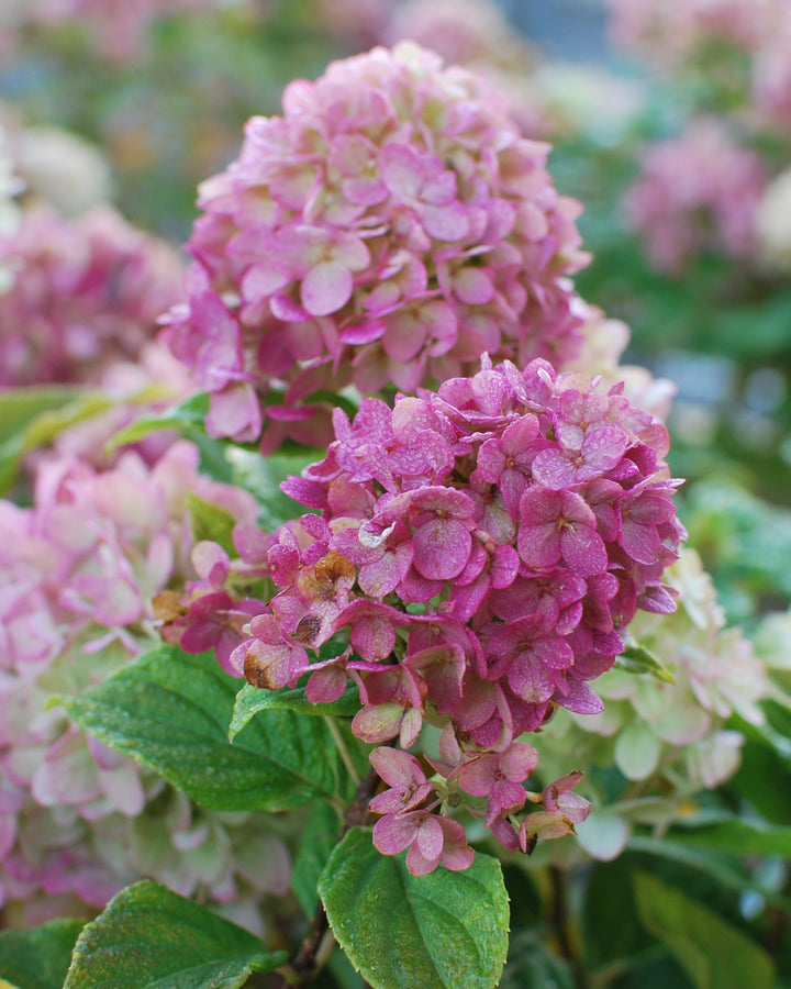 Hydrangea Paniculata Limelight Prime® (Panicle Hydrangea)