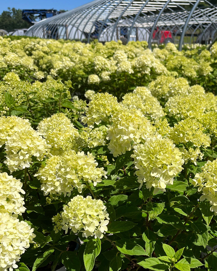 Hydrangea Paniculata Limelight Prime® (Panicle Hydrangea)