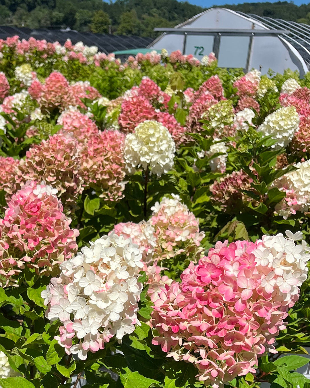 Hydrangea paniculata Little Lime Punch® (Panicle Hydrangea)