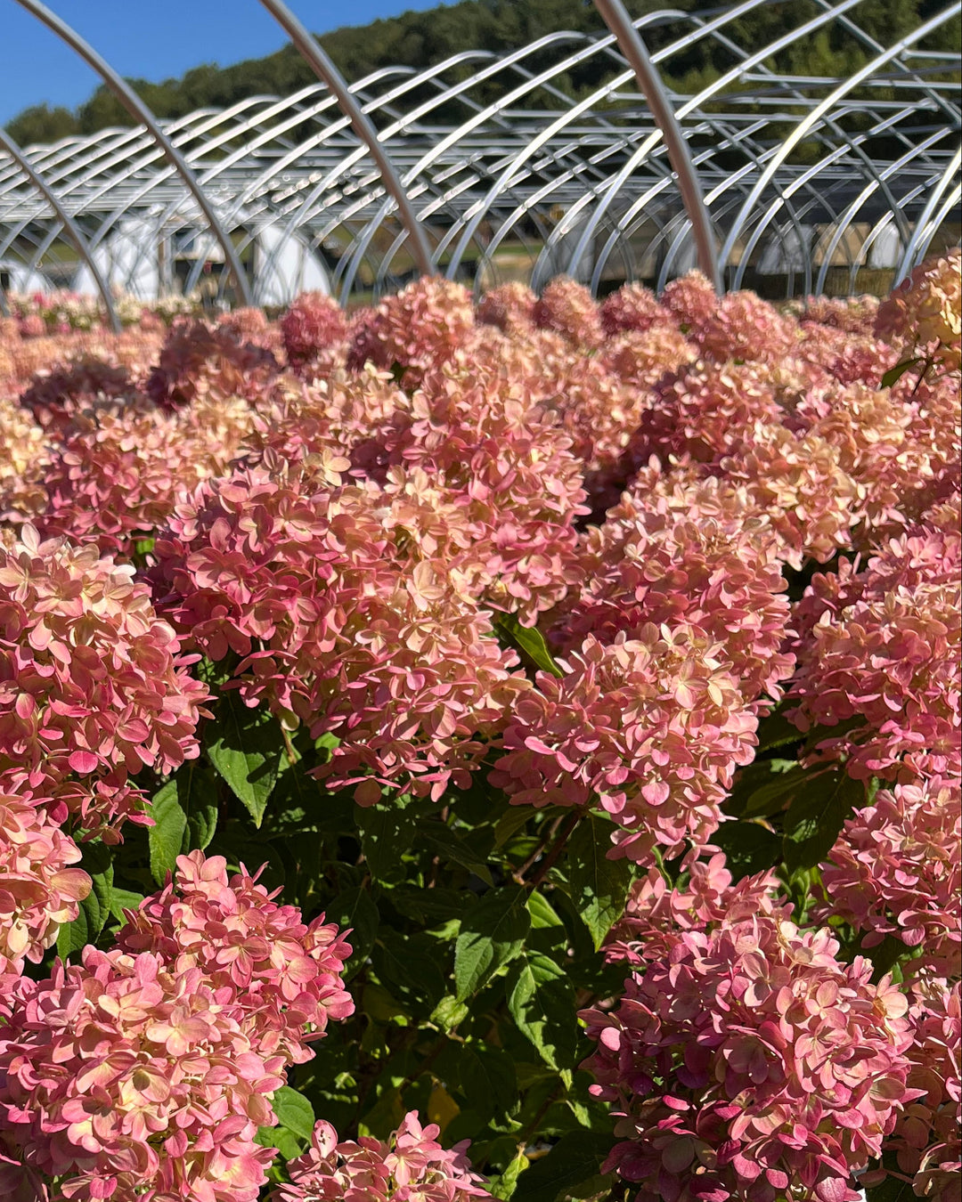 Hydrangea paniculata Little Lime® (Panicle Hydrangea)