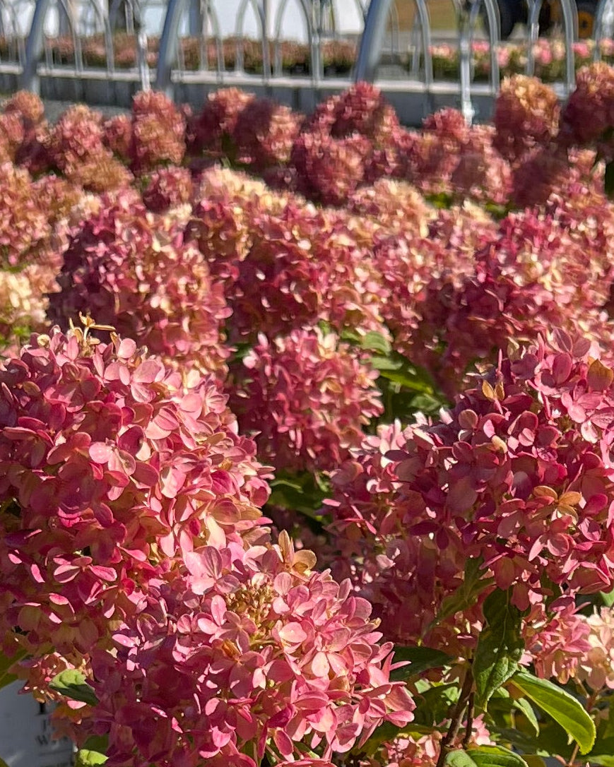 Hydrangea paniculata Little Lime® (Panicle Hydrangea)