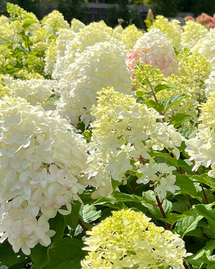 Hydrangea paniculata Quick Fire Fab® (Panicle Hydrangea)