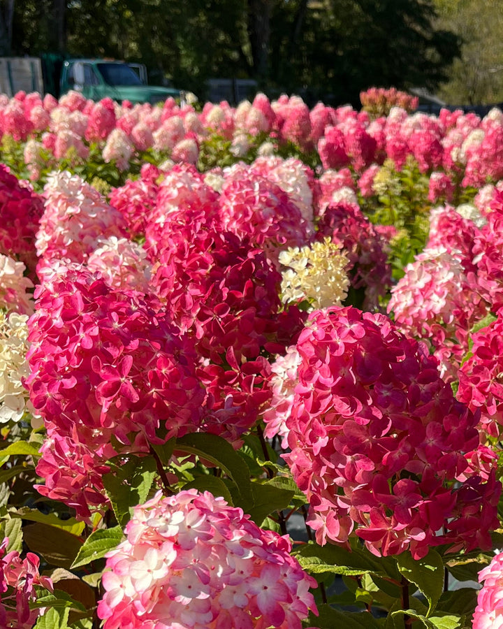 Hydrangea paniculata Quick Fire Fab® (Panicle Hydrangea)