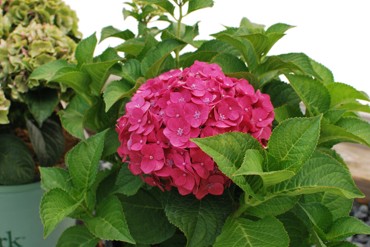 Hydrangea macrophylla Summer Crush® (Endless Summer® Hydrangea)