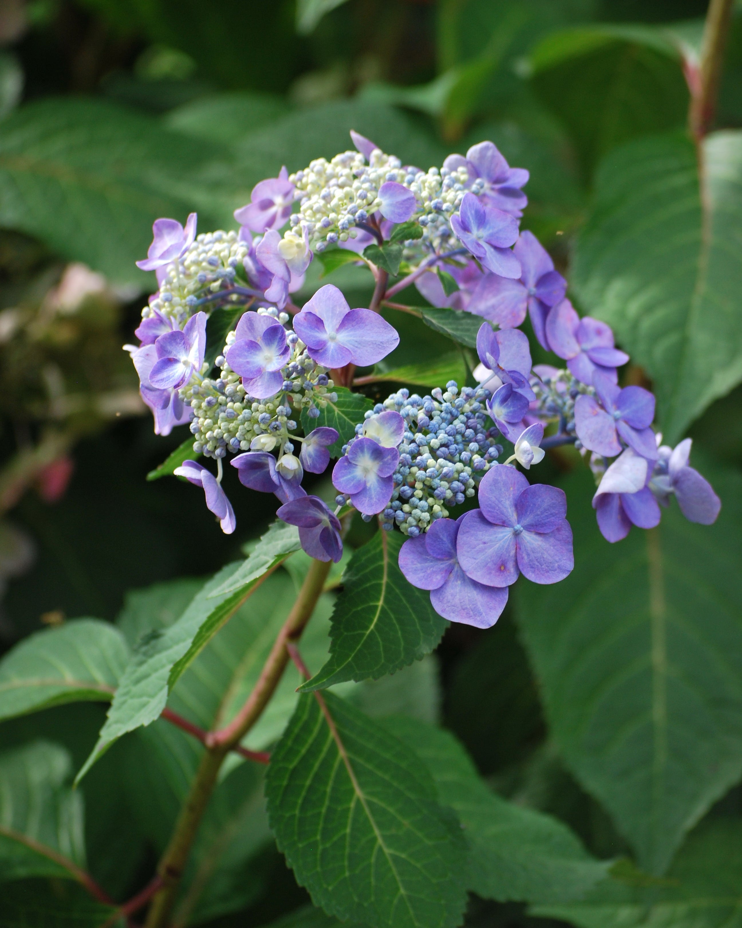 ガンダー&クロスバジュラ Hydrangea m. Twist-n-Shout® (Endless Summer® Lacecap Hydrangea