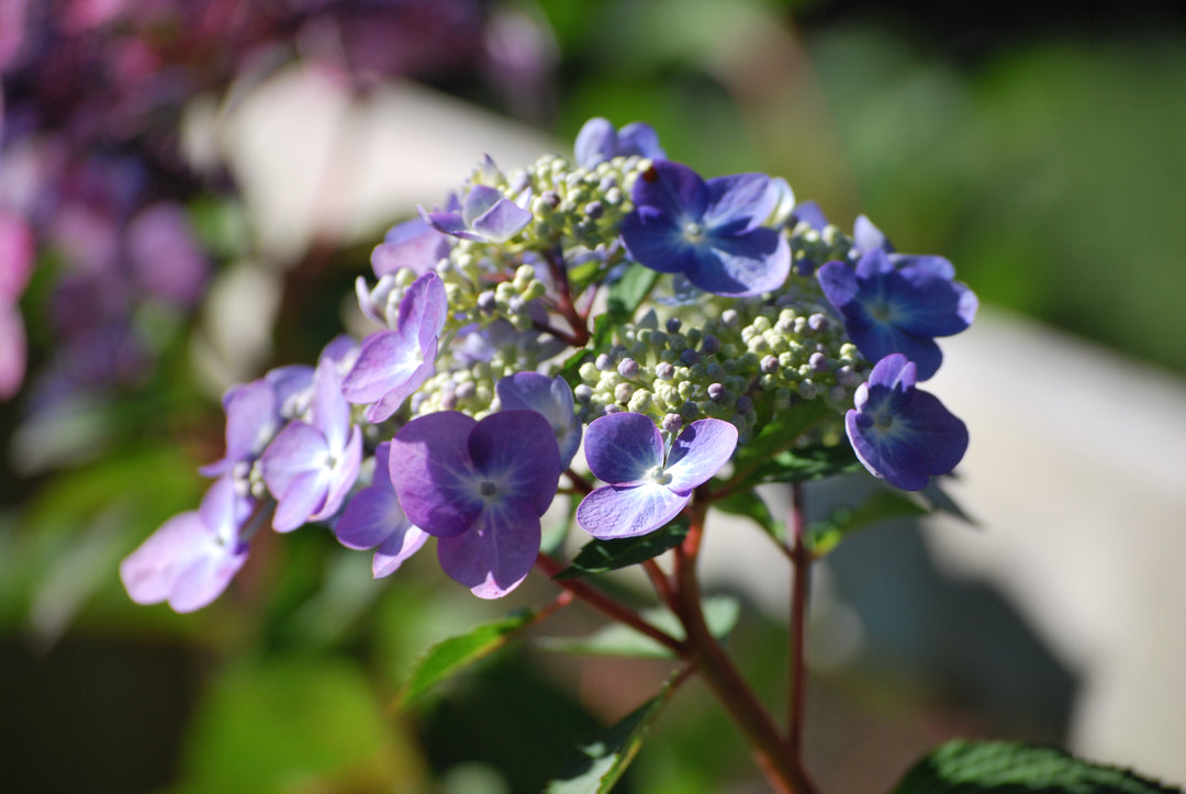 Hydrangea m. Twist-n-Shout® (Endless Summer® Lacecap Hydrangea)