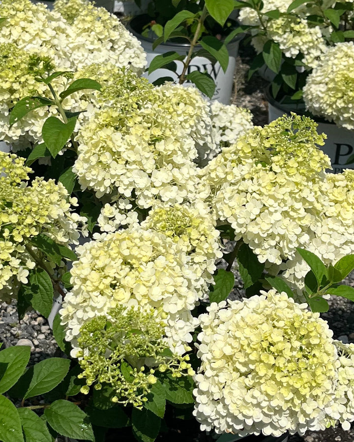 Hydrangea paniculata Bobo® (Panicle Hydrangea)