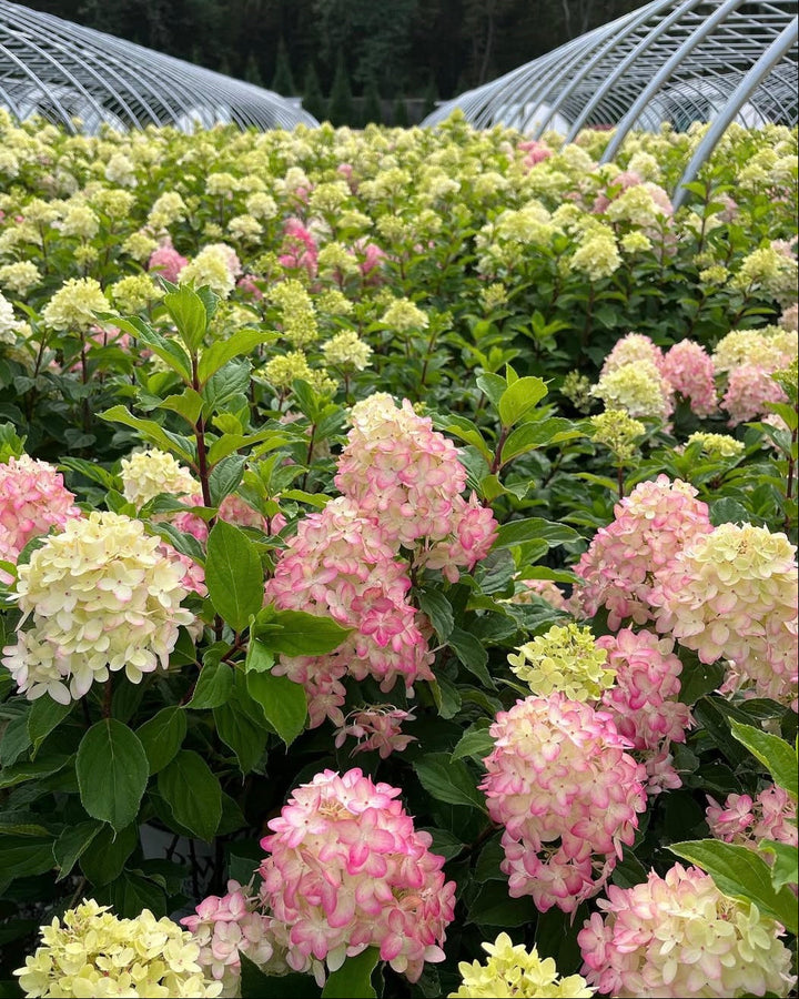 Hydrangea Paniculata Limelight Prime® (Panicle Hydrangea)