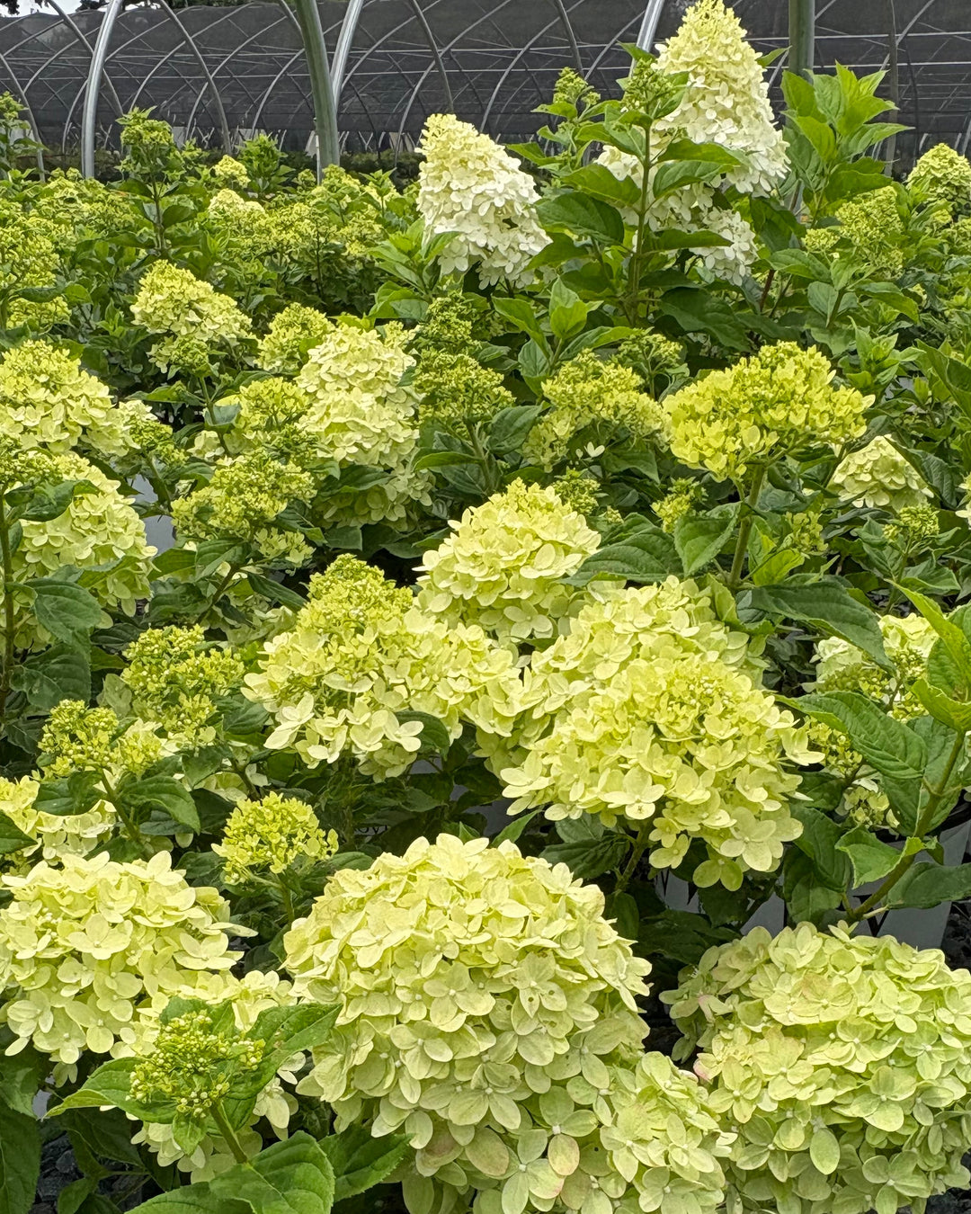 Hydrangea paniculata Little Lime® (Panicle Hydrangea)