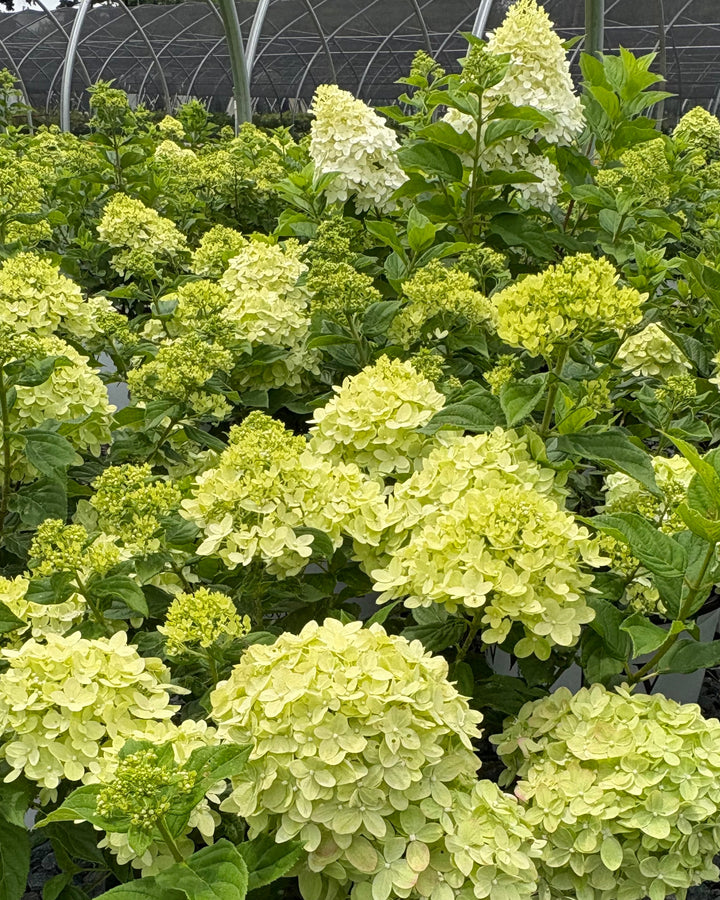 Hydrangea paniculata Little Lime® (Panicle Hydrangea)