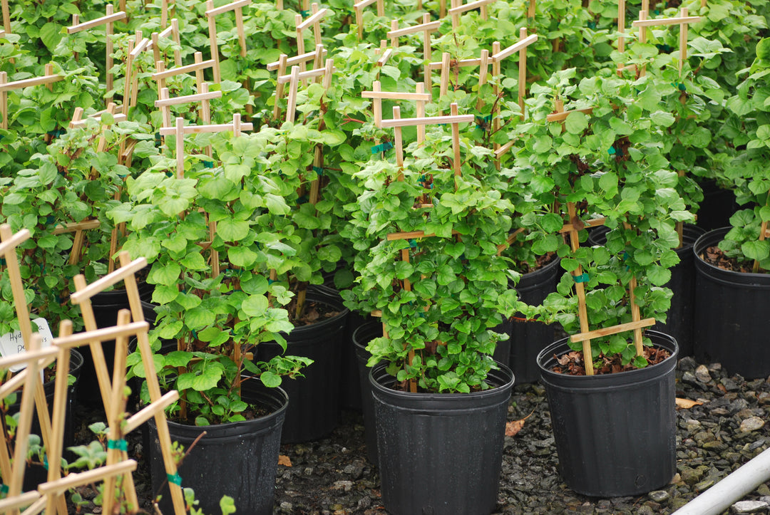 Hydrangea petiolaris (Climbing Hydrangea)