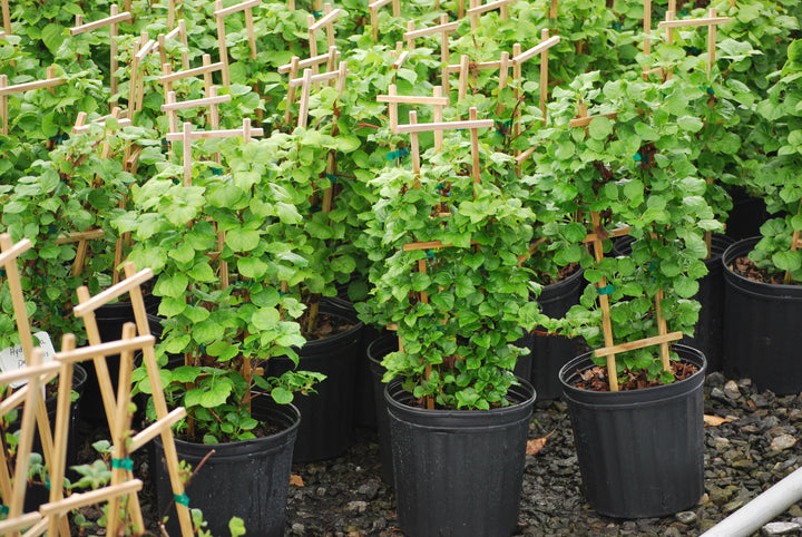 Hydrangea petiolaris (Climbing Hydrangea)