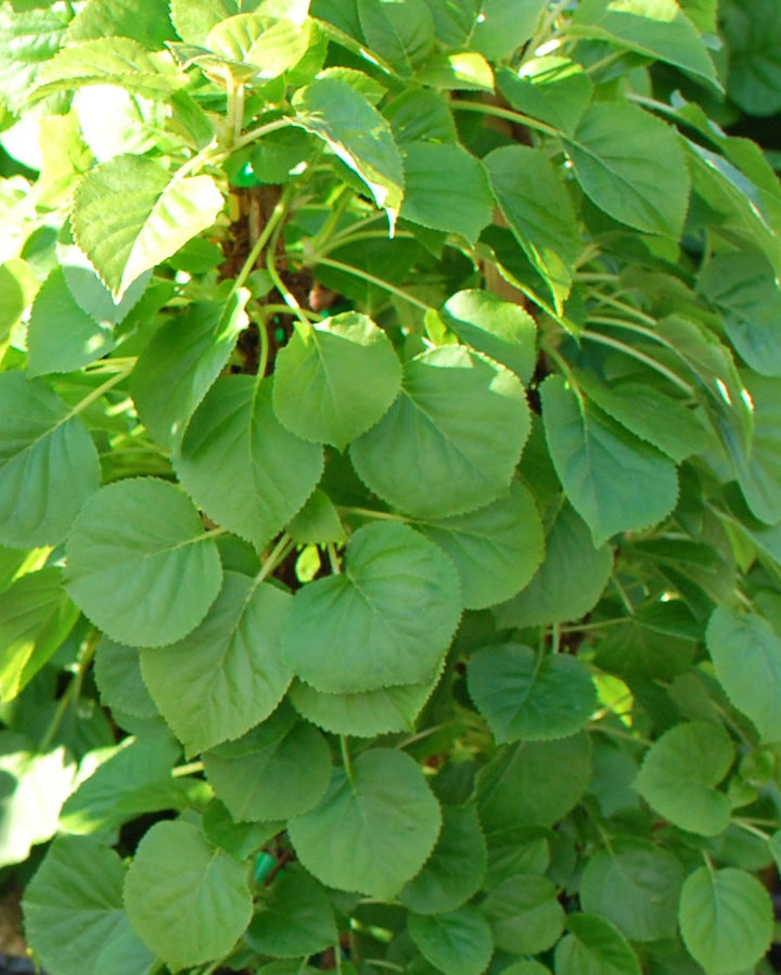 Hydrangea petiolaris (Climbing Hydrangea)