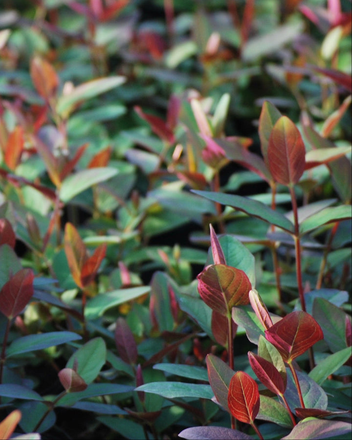 Hypericum androsaemum 'Albury Purple' (St. John's Wort)