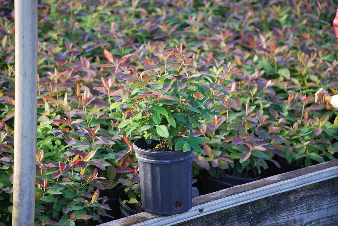 Hypericum androsaemum 'Albury Purple' (St. John's Wort)