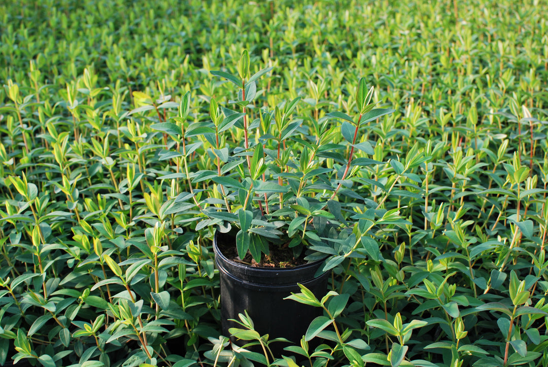 Hypericum patulum 'Hidcote' (St. John's Wort)