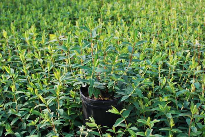 Hypericum patulum 'Hidcote' (St. John's Wort)
