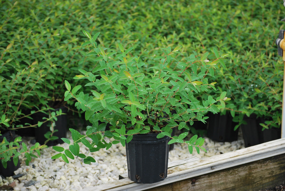 Hypericum patulum 'Hidcote' (St. John's Wort)
