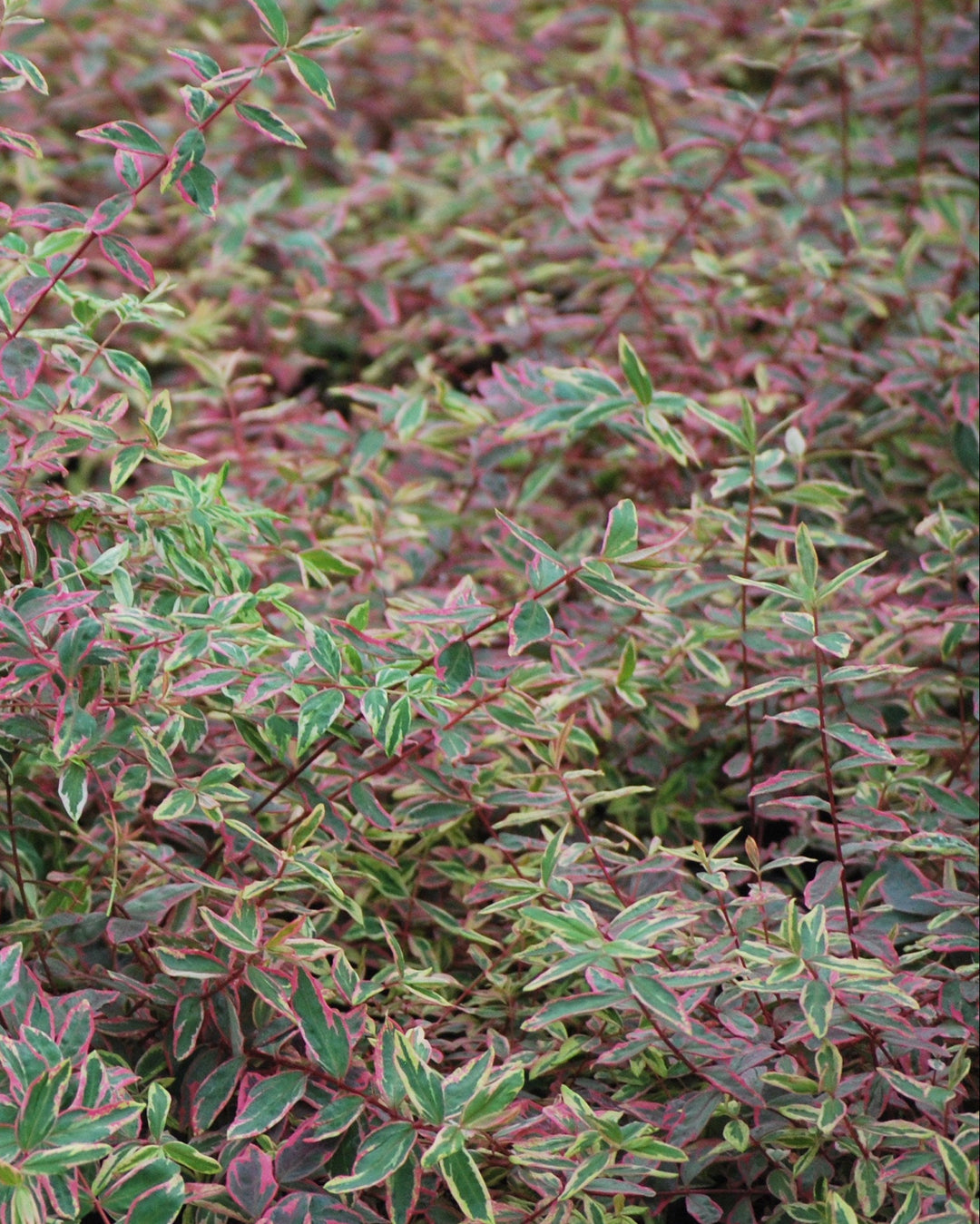 Hypericum moserianum 'Tricolor' (St. John's Wort)