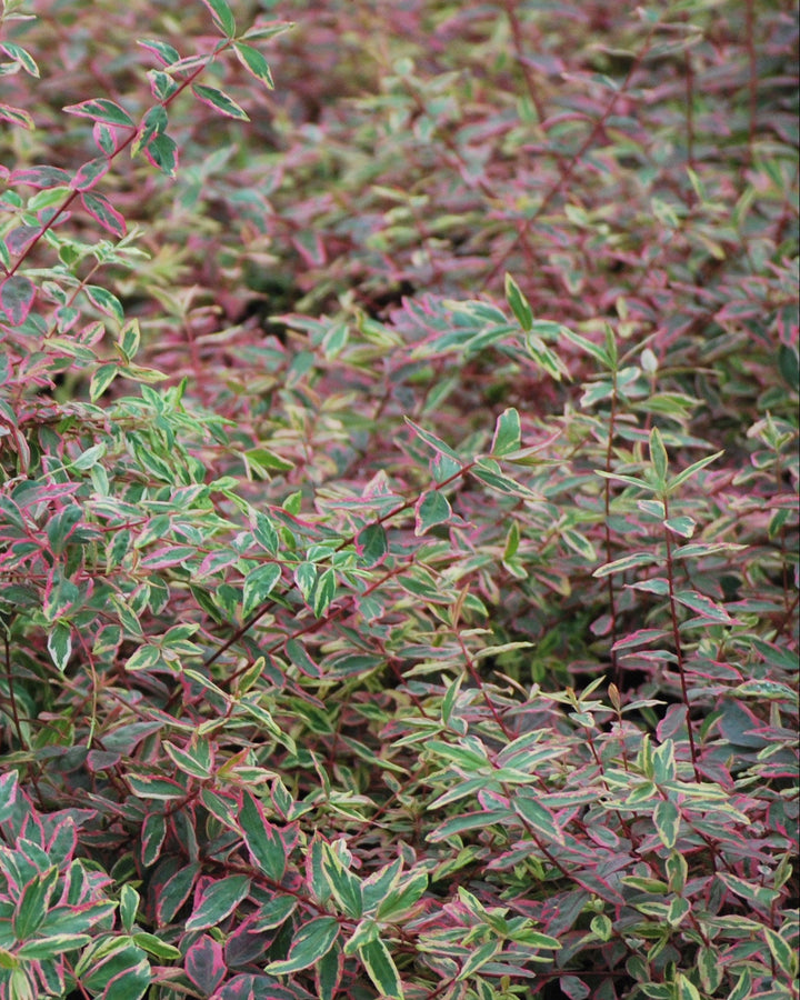 Hypericum moserianum 'Tricolor' (St. John's Wort)