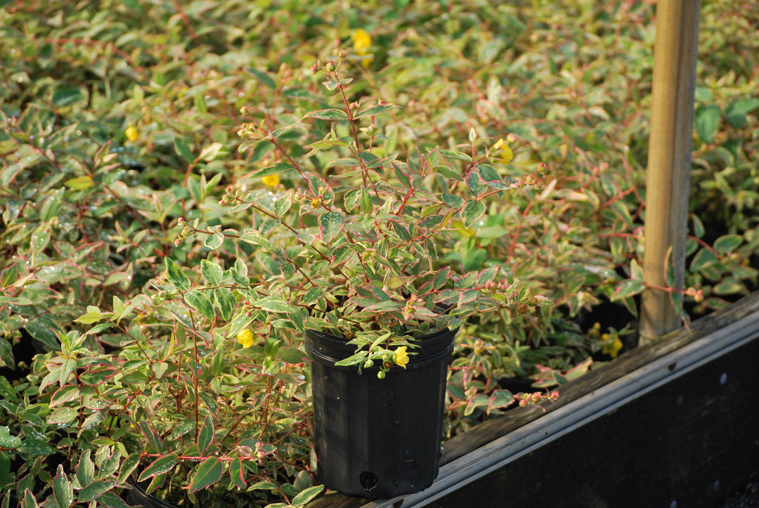 Hypericum moserianum 'Tricolor' (St. John's Wort)