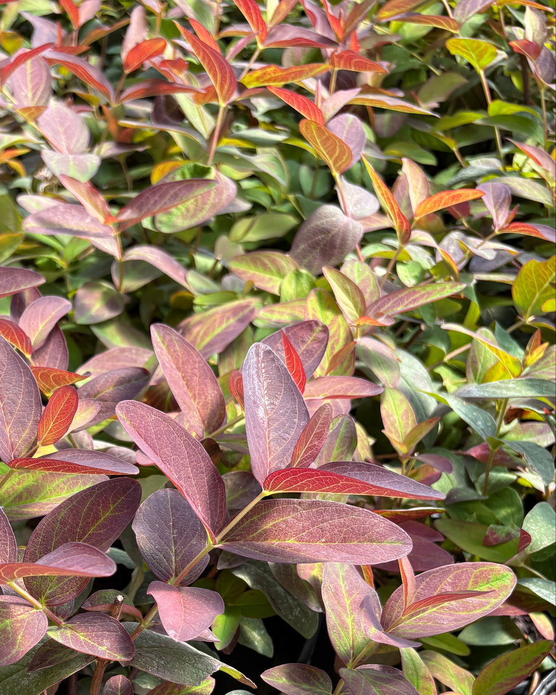 Hypericum androsaemum 'Albury Purple' (St. John's Wort)