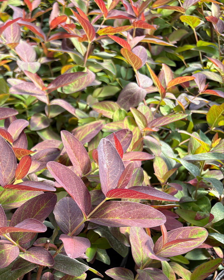 Hypericum androsaemum 'Albury Purple' (St. John's Wort)