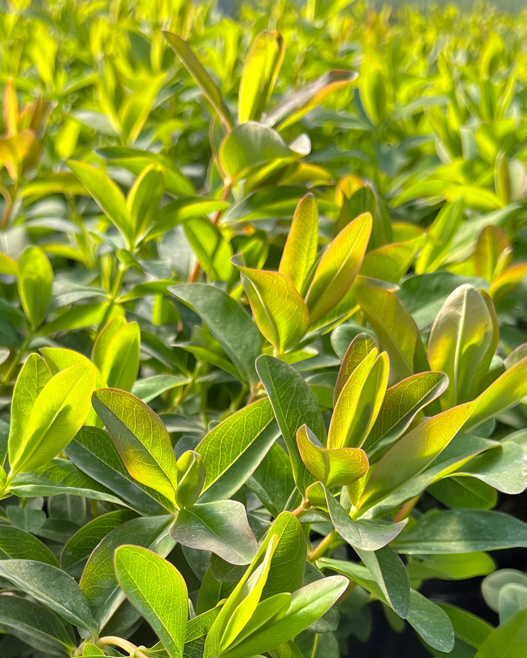 Hypericum calycinum (St. John's Wort)