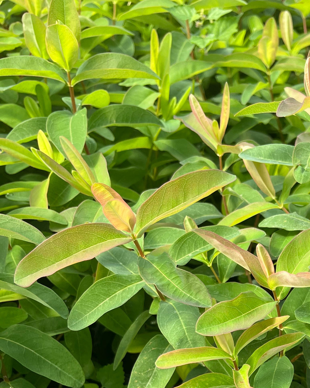 Hypericum calycinum (St. John's Wort)