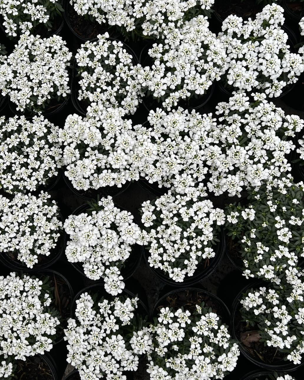 Iberis s. 'Tuff Candy' (Candytuft)