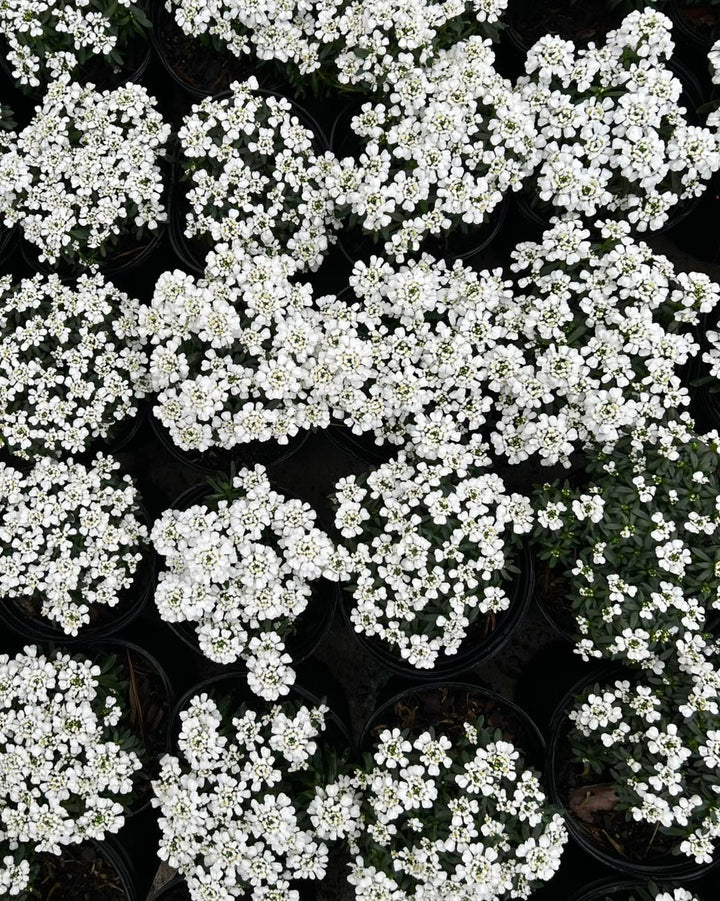 Iberis s. 'Tuff Candy' (Candytuft)