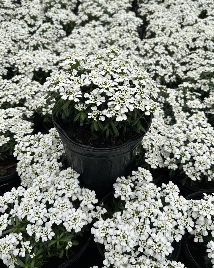 Iberis s. 'Tuff Candy' (Candytuft)