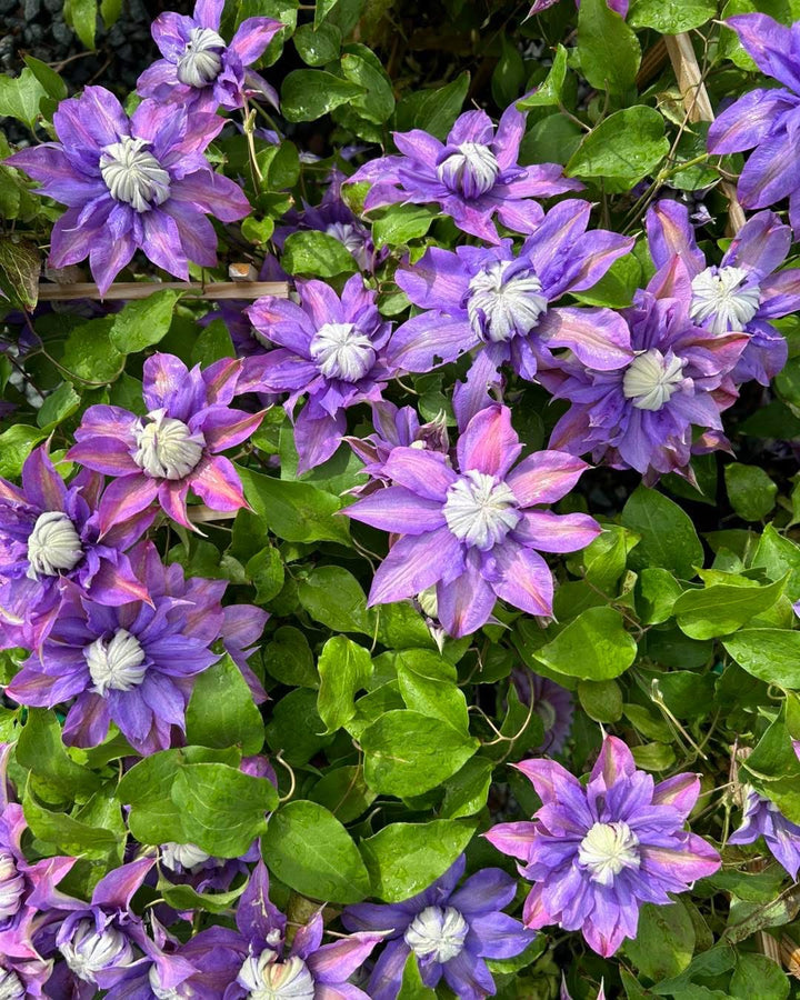 Clematis x viticella Diamantina (Regal® Series Hybrid Clematis)