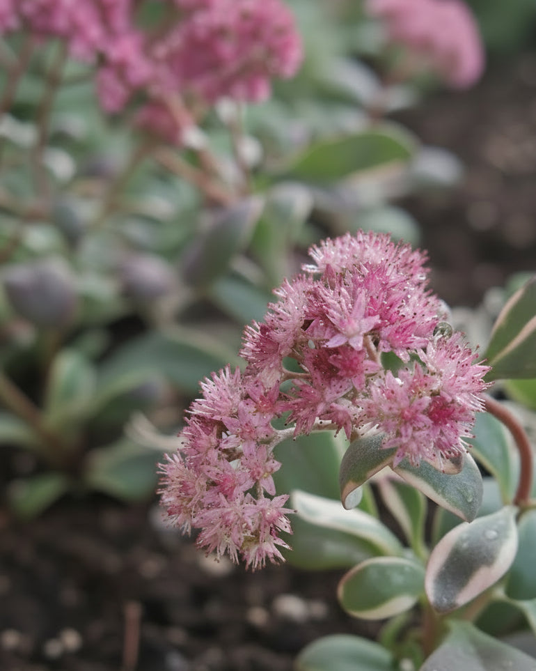 Sedum Sunsparkler® 'Dream Dazzler' (Stonecrop)