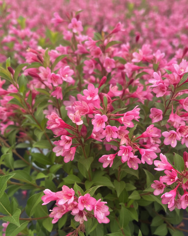 Weigela f. Sonic Bloom® Pink (Reblooming Weigela)