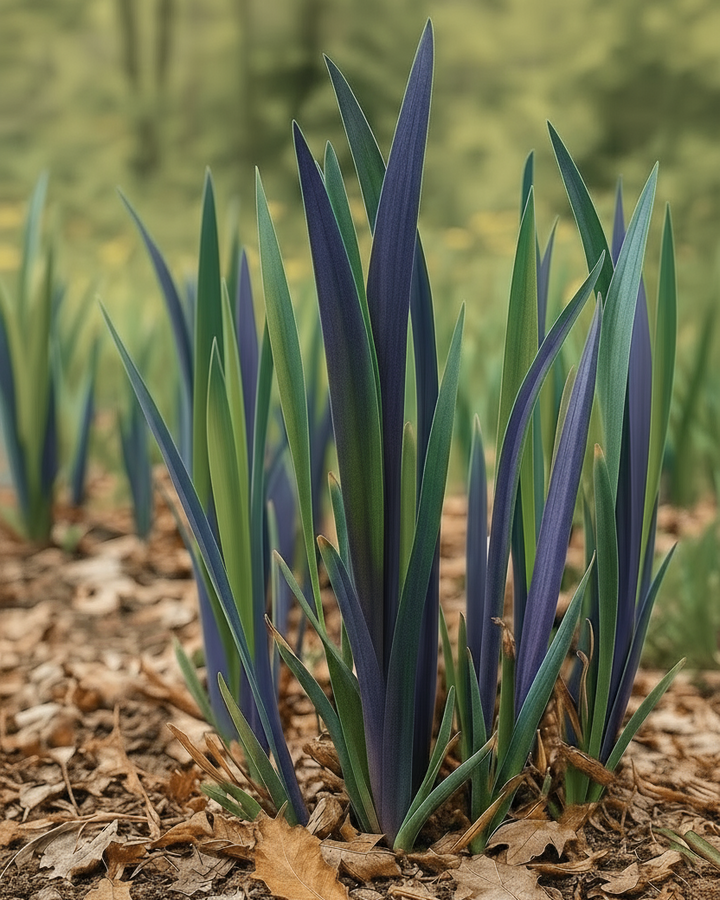 Iris versicolor 'Purple Flame' (Blue Flag)