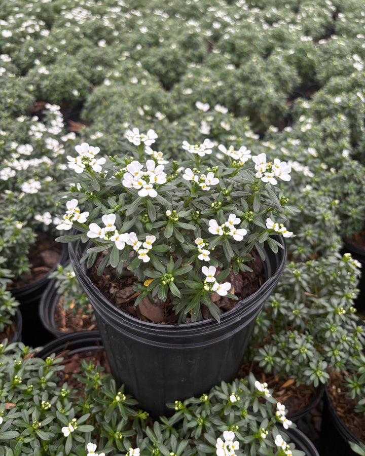 Iberis s. 'Tuff Candy' (Candytuft)