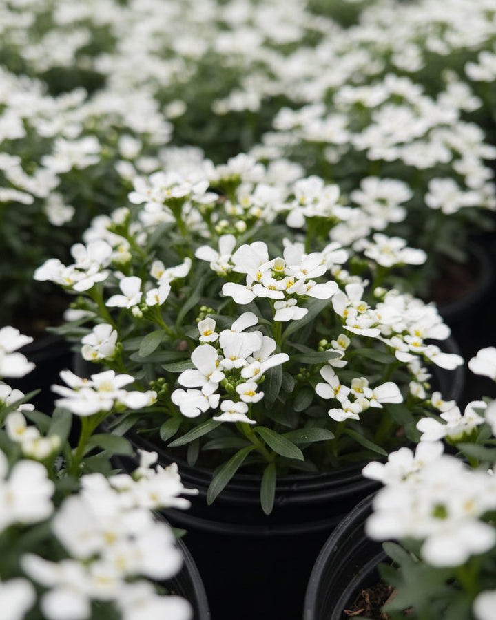 Iberis s. 'Tuff Candy' (Candytuft)