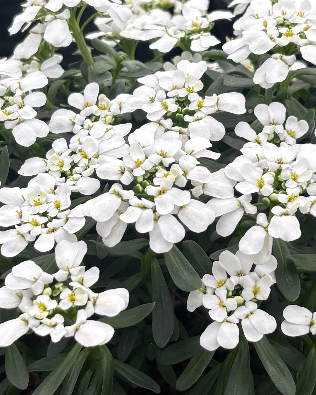 Iberis s. 'Tuff Candy' (Candytuft)
