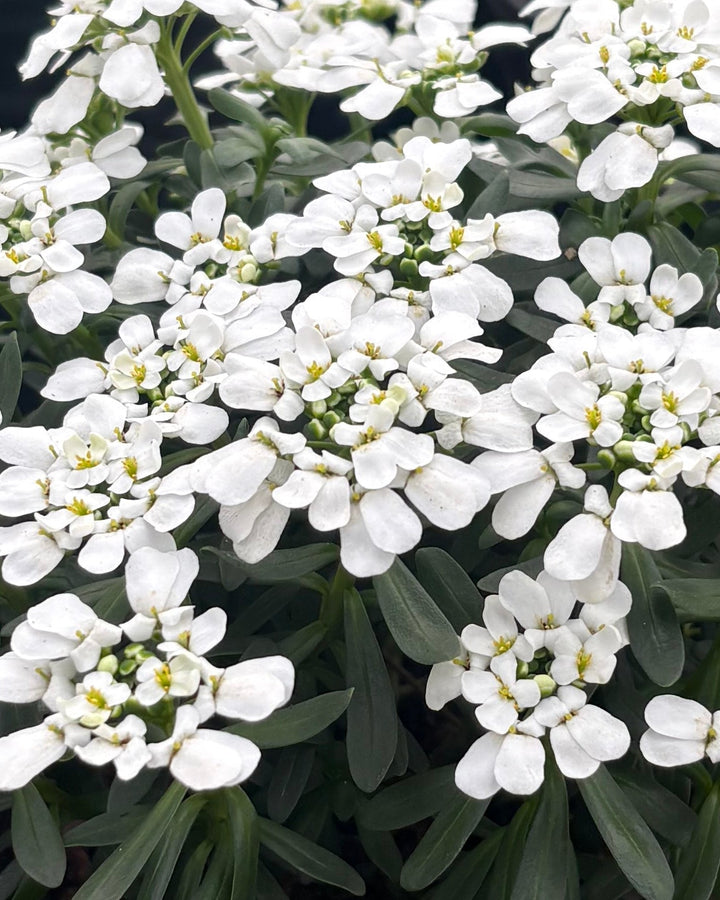 Iberis s. 'Tuff Candy' (Candytuft)