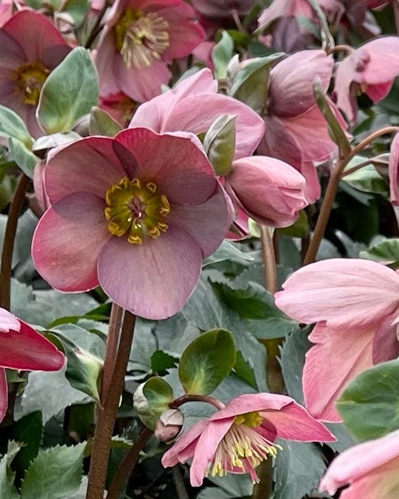 Helleborus HGC® Ice N' Roses® Rose (Helleborus Gold Collection® Lenten Rose)